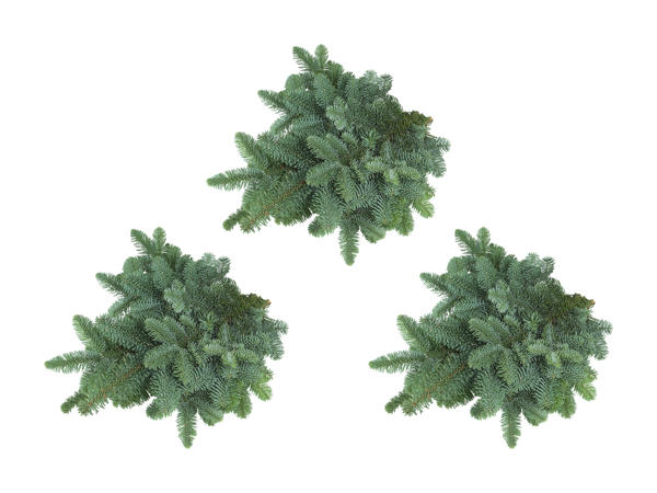 Branches de sapin noble