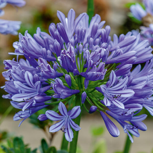 Schmucklilie "Agapanthus"