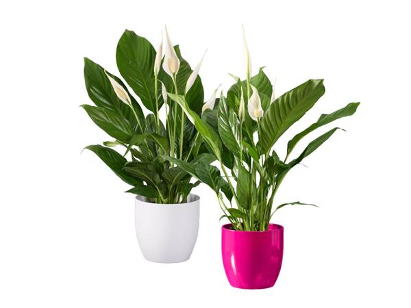 Spathiphyllum
