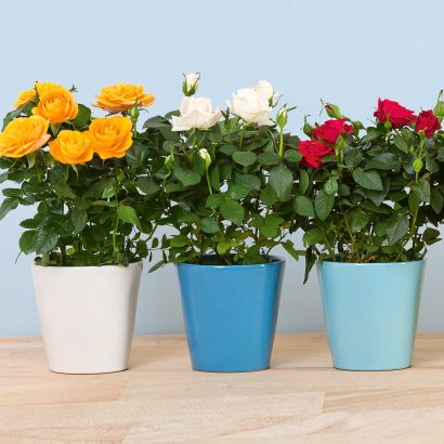 Potroos