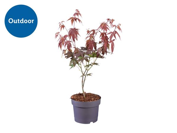 Acer