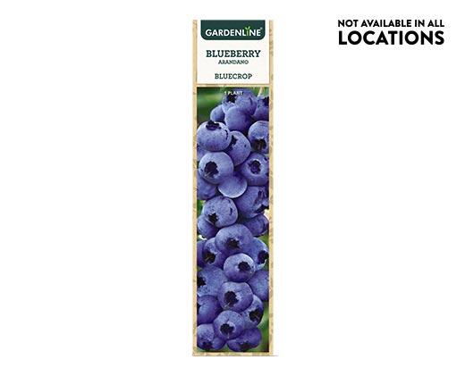 Gardenline
Berry Bush Assorted Varieties