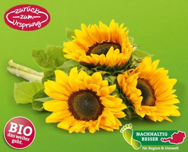 ZURÜCK ZUM URSPRUNG Bio-Sonnenblumen