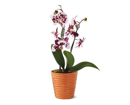 5" Easy Orchid Assorted Colors