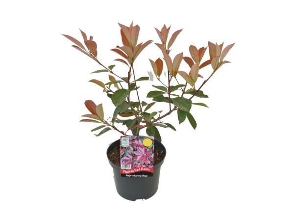 Photinia Red Robin
