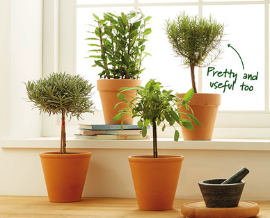 Herb Stems in Terracotta Pots