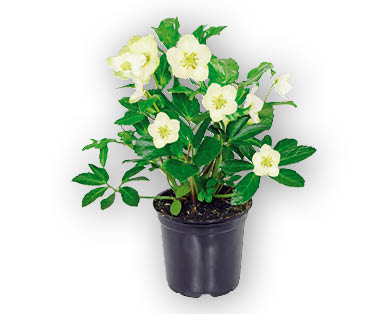 Rose di Natale