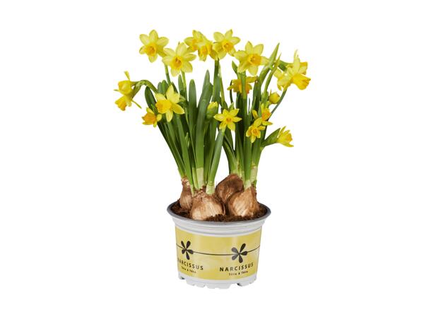 Narcisses