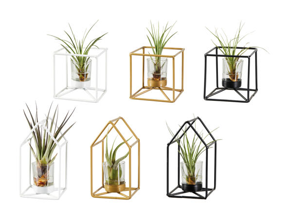 Tillandsia dans un cadre métallique