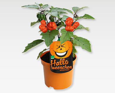 Halloweeneurs