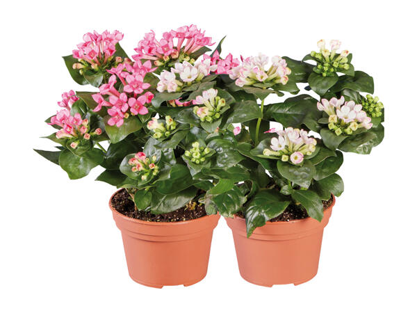 Bouvardia