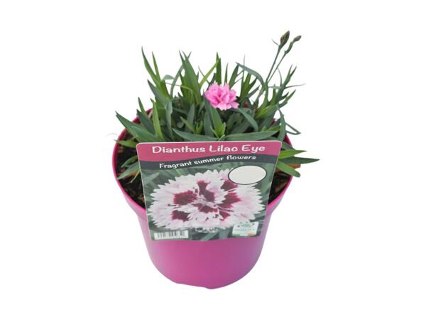 Dianthus Lilac Eye