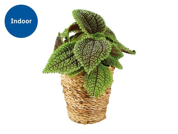 Green Plants in Woven Pot