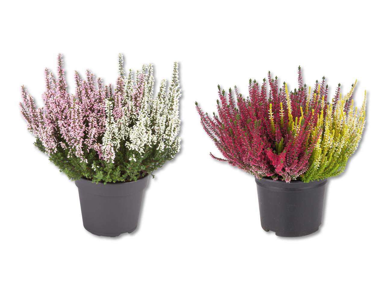 Calluna Vulgaris