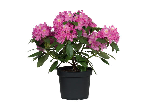 Rhododendron