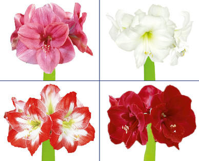 Amaryllis