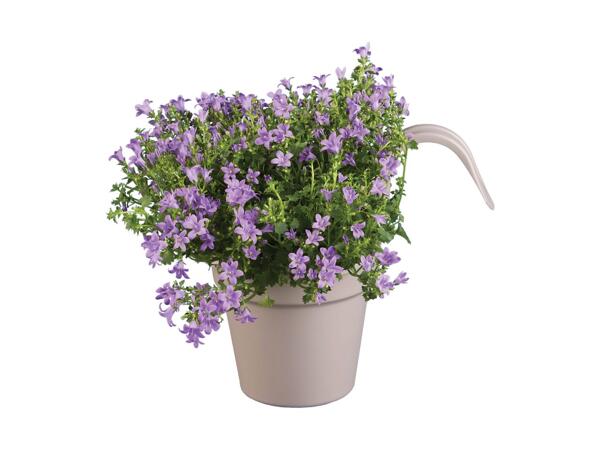 Balcony Hanging Plants