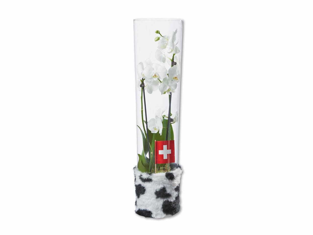 Phalaenopsis dans un pot en verre aspect vache