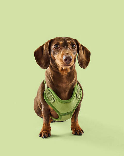 Luxury Dog Harness