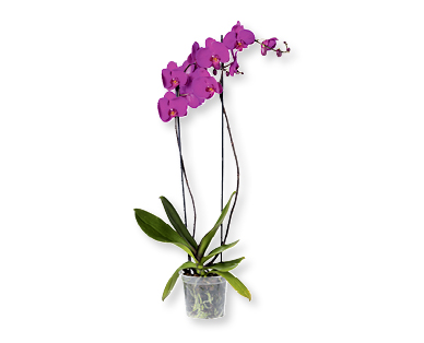 Phalaenopsis XXL