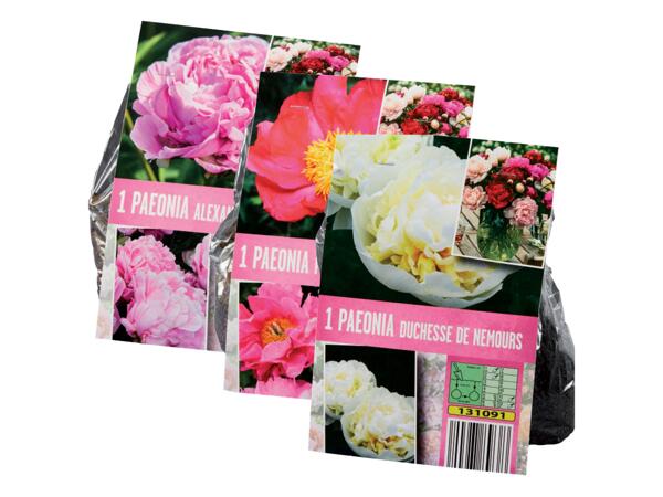 Peony Bulbs