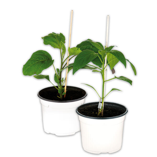 Veredeltes Südgemüse