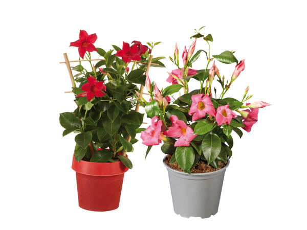 Dipladenia