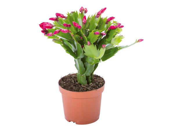 Christmas Cactus