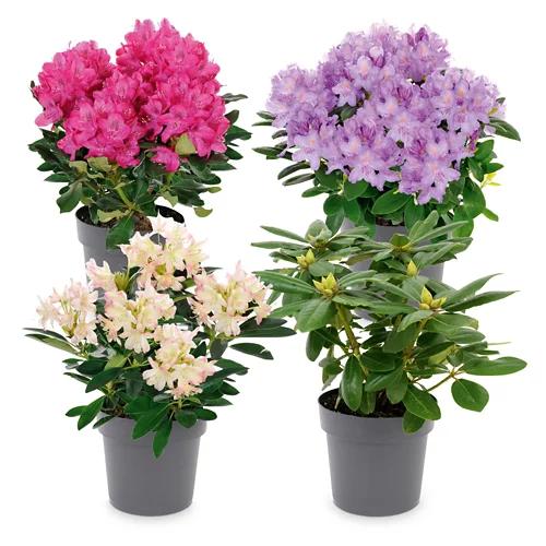 Rhododendronbusch*