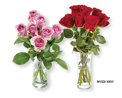 Rose Exclusive