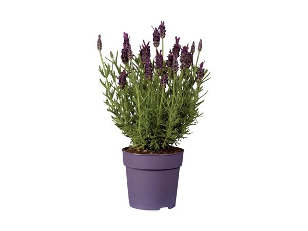 French Lavender