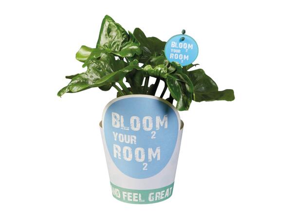 House Plants 'Bloom your Room'