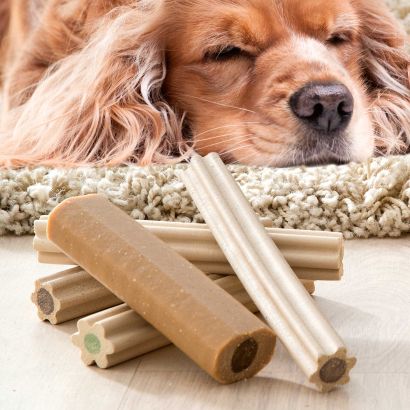 Os dentaires pour chiens