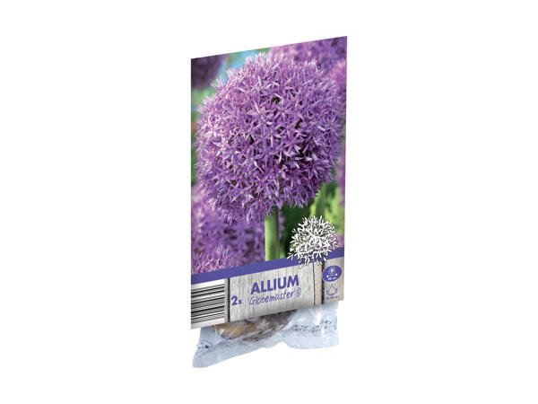 Allium blomsterløg