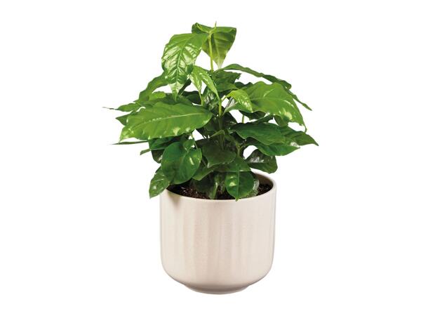 Plant in Ceramic