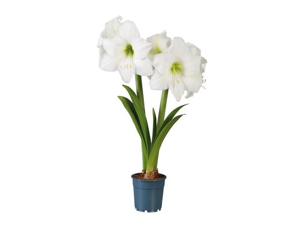 Twin Stem Amaryllis