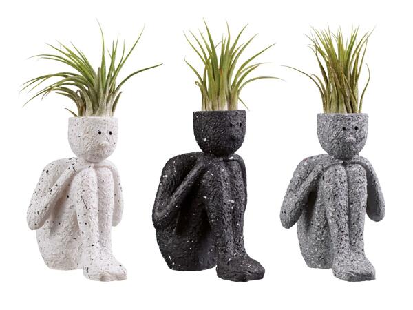 Tillandsia "Thinkers"