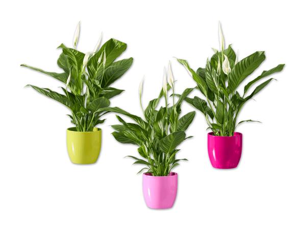 Spathiphyllum in Keramik
