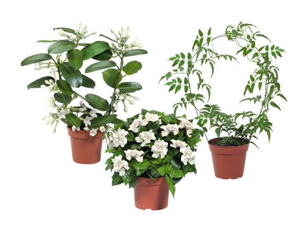Jasminum, Stephanotis-Bogen und Gardenia Busch