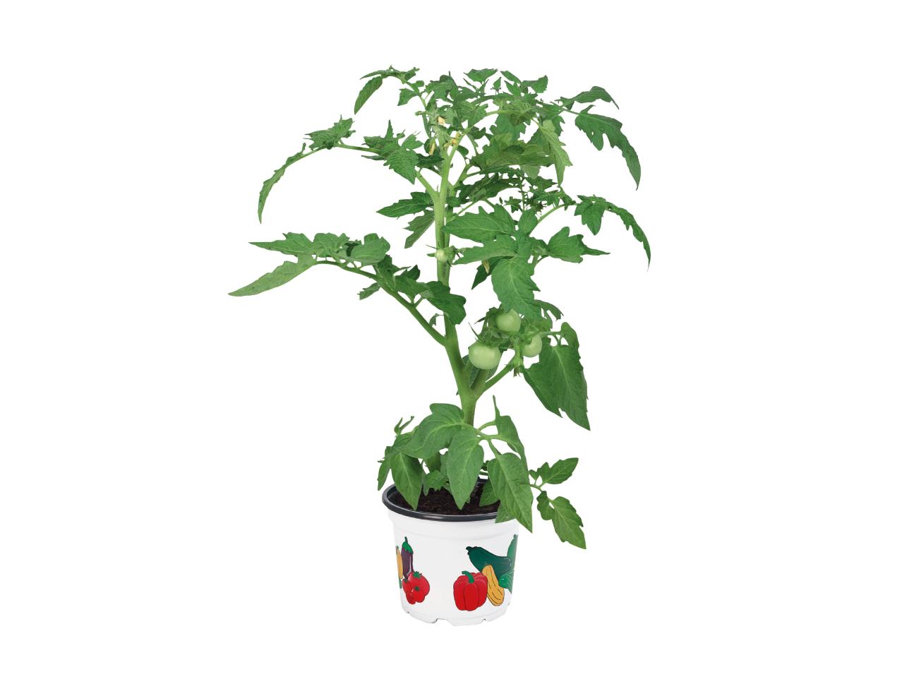 Vegetable Plants1