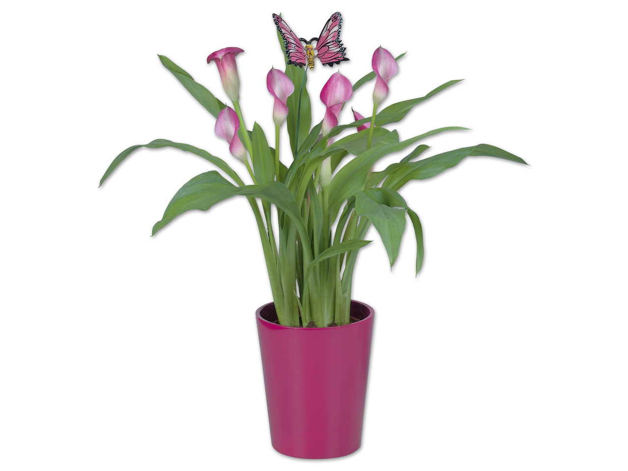 Calla im Keramikübertopf