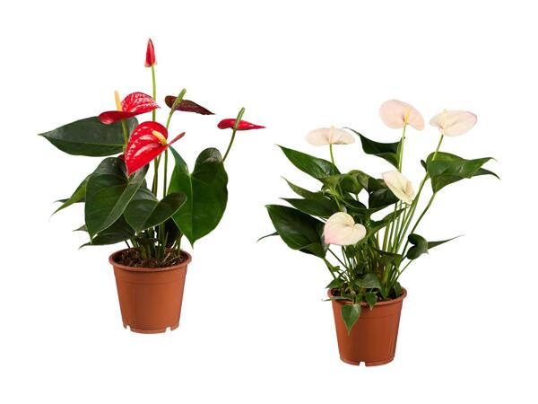 Flamingoblomst