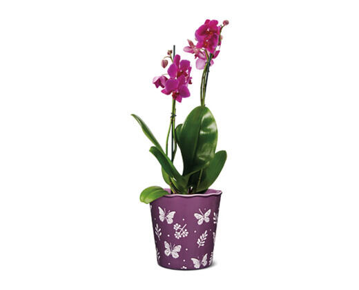 5" Easy Orchid Assorted Colors