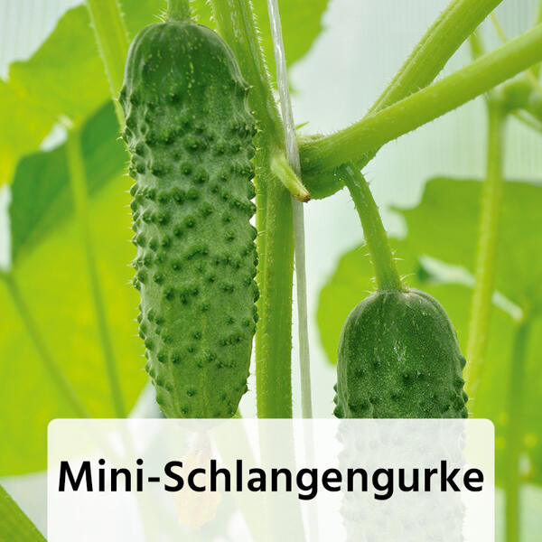 Veredelte Gemüsepflanze