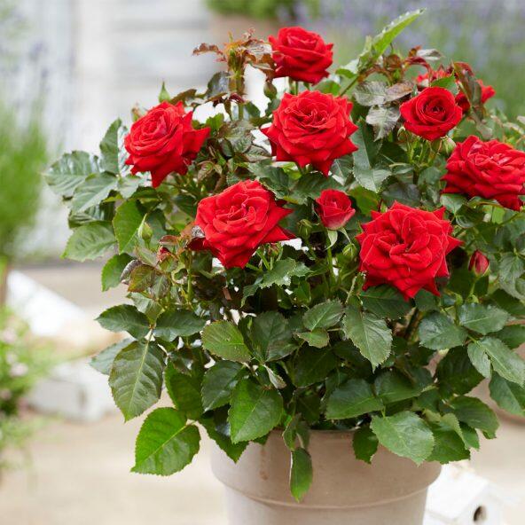 Rose eller Hortensia