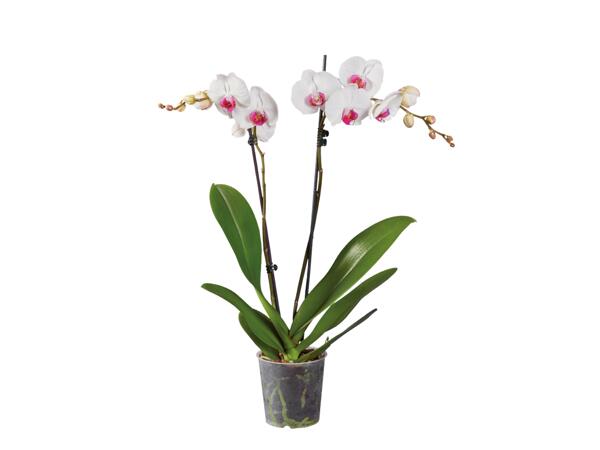 Orchidej Phalaenopsis