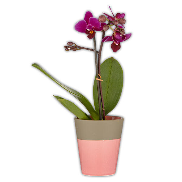 Mini Orchidee "Phalaenopsis"