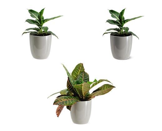 5" Foliage Assorted Varieties