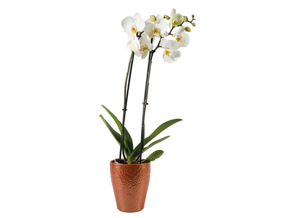 Orchidée Phalaenopsis dans un pot en céramique