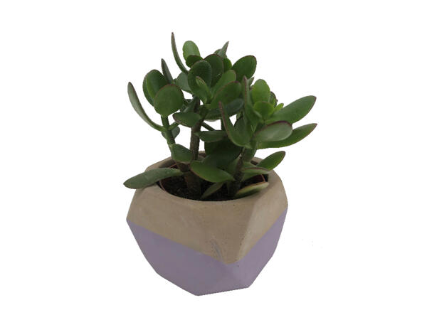 Succulent in Concrete